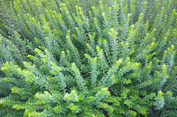 庭で新鮮な緑の植物の美しい背景 — ストック写真