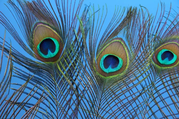 Peacock feathers on blue background — Stock Photo, Image