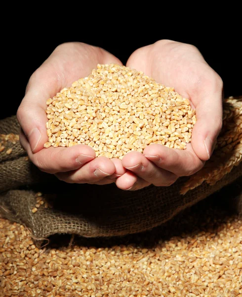 Man hands with grain, on black background — Stock Photo, Image