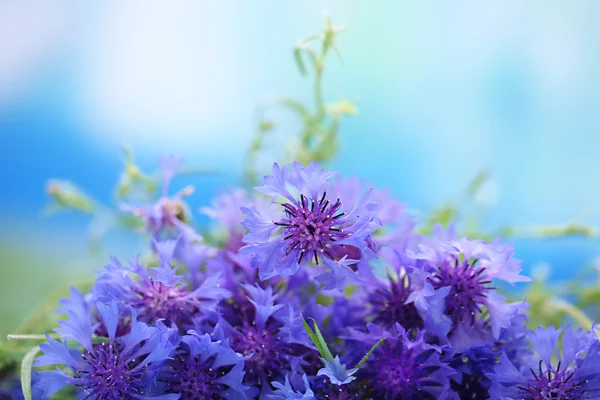 Bellissimo bouquet di fiordalisi su sfondo blu — Foto Stock