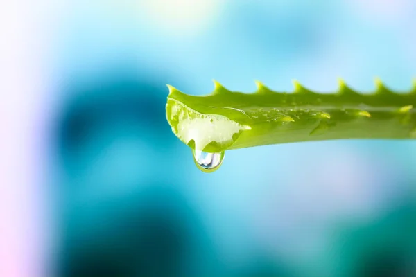 Aloe leaf with drop on natural background — Stock Photo, Image