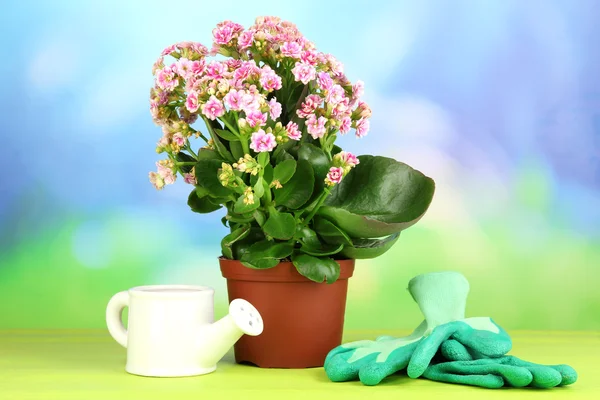 Beautiful flower in pot on wooden table on natural background — Stock Photo, Image