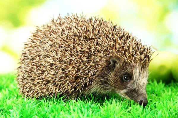 Hedgehog op gras, op groene achtergrond — Stockfoto