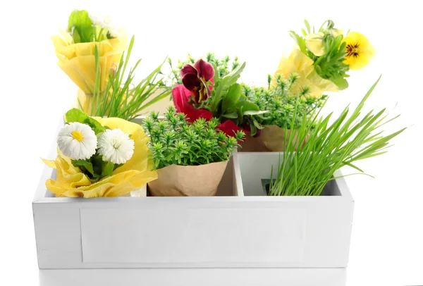 Прекрасные весенние цветы и трава в деревянном ящике изолированы на белом — стоковое фото