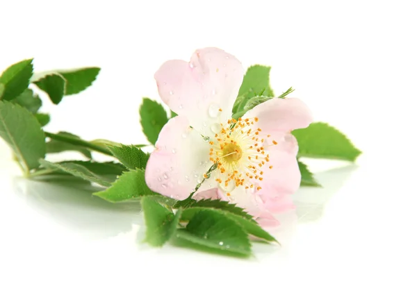 Flor rosa de la cadera, aislada en blanco — Foto de Stock