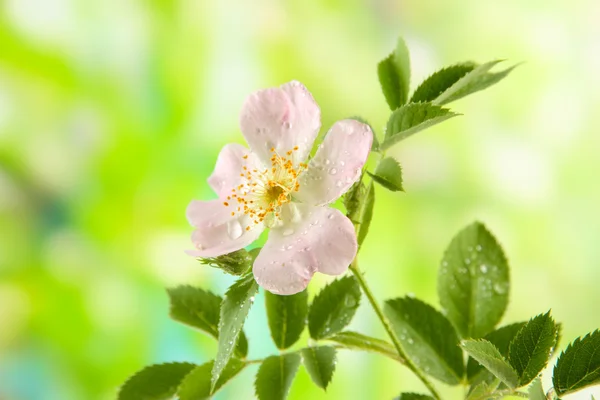 Kwiat róży biodra na zielonym tle — Zdjęcie stockowe