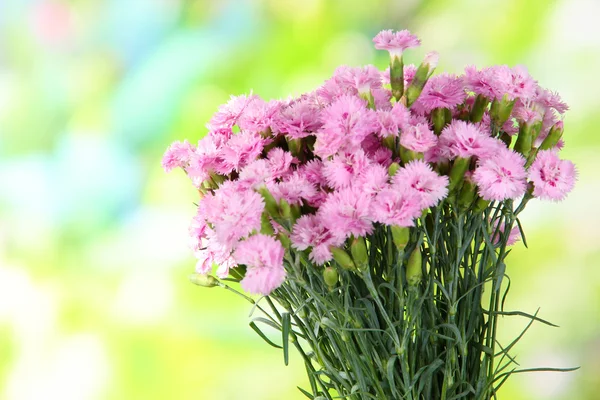 Doğa zemin üzerine birçok küçük pembe karanfil — Stok fotoğraf