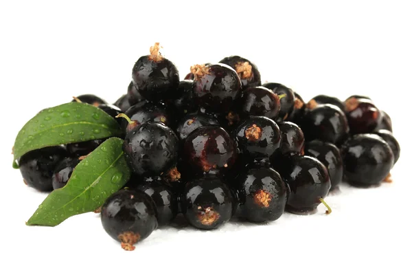 Ribes nero isolato su bianco — Foto Stock