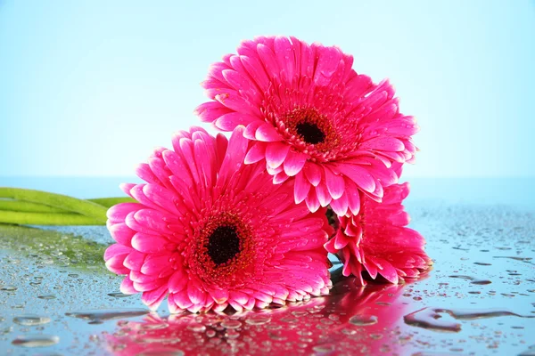 Vacker rosa gerbera blommor, närbild — Stockfoto