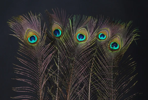 Peacock feathers on black background — Stock Photo, Image