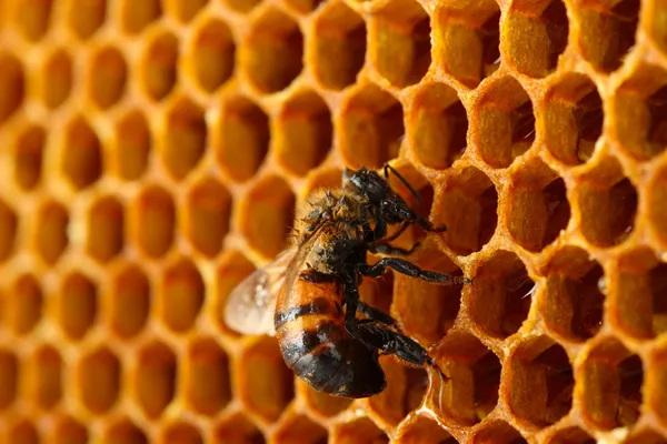 Żółty piękny plaster miodu z miodem i pszczoła, tło — Zdjęcie stockowe