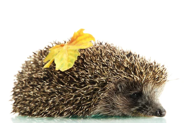 Hedgehog with autumn leaf, isolated on white — Stock Photo, Image