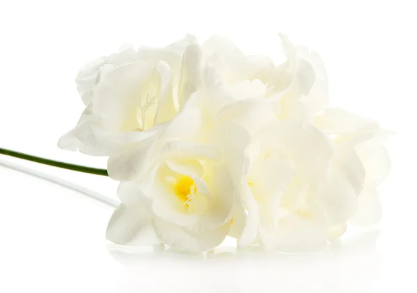 아름 다운 freesia, 흰색 절연 — 스톡 사진