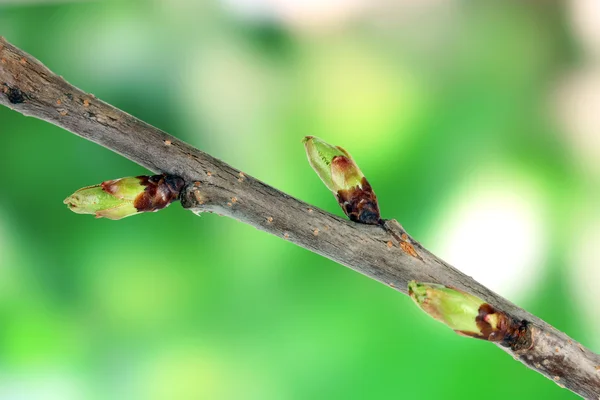 Botões florescentes na árvore no fundo brilhante — Fotografia de Stock