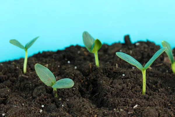 Green seedling growing from soi — Stock Photo, Image