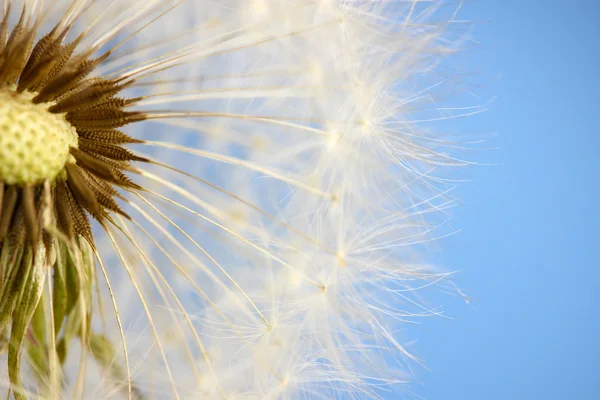 Beautiful dandelion with seeds on blue background — Stock Photo, Image