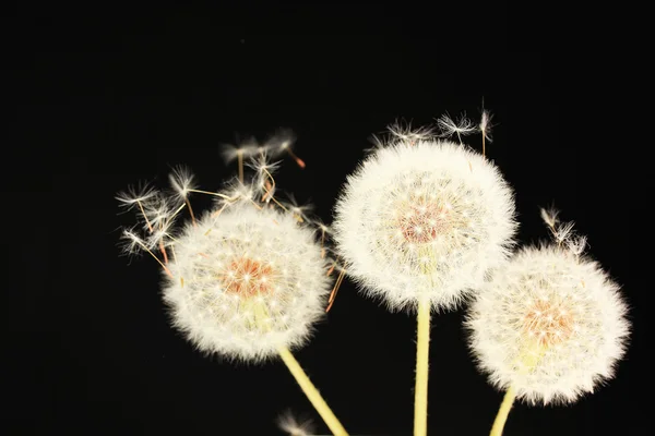 Paardebloem en vliegende zaden op zwarte achtergrond — Stockfoto