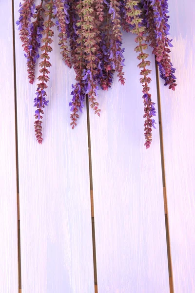 サルビアの花紫の木製の背景 — ストック写真