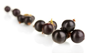 beyaz izole taze Siyah frenk üzümü