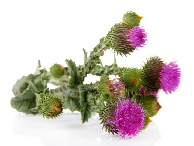 thistle çiçek üzerinde beyaz izole