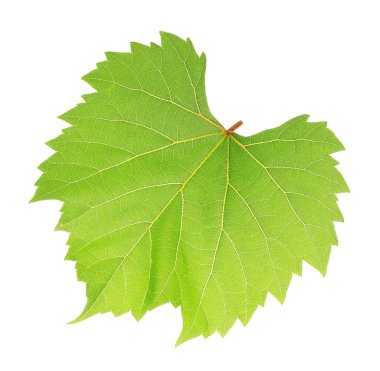 güzel yeşil yaprak üzerinde beyaz izole