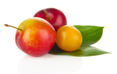 Olgun erikler beyazda izole edilmiş.