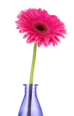 güzel pembe gerbera çiçek Vazoda beyaz izole