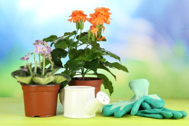 Tencere doğal zemin üzerine ahşap masa üzerine güzel çiçekler