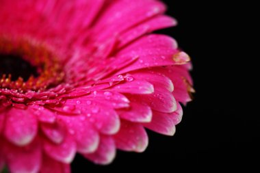 Siyah arka planda güzel pembe gerbera çiçeği