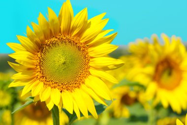 güzel ayçiçeği alanında, yakın çekim