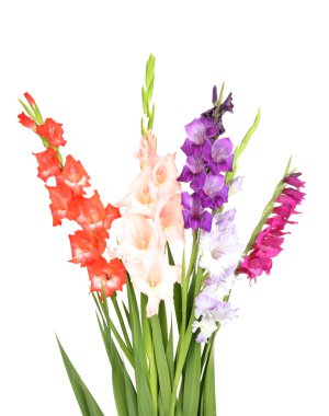 güzel Glayöl çiçek üzerinde beyaz izole