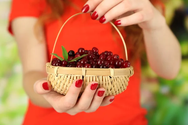 Mulher mãos segurando cesta de cranberries vermelhos maduros, perto u — Fotografia de Stock