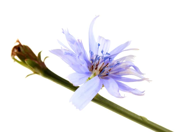 Beyaz izole hindiba çiçek — Stok fotoğraf