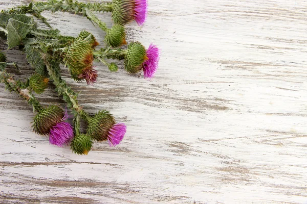 Fiori di cardo su sfondo di legno — Foto Stock