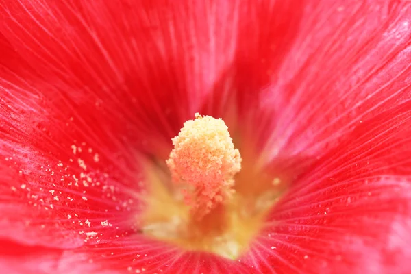 Pink mallow flower, close up — Stock Photo, Image