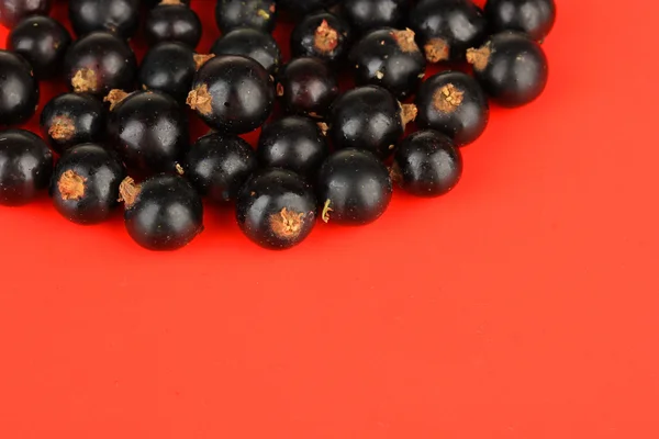 Blackcurrants on red background — Stock Photo, Image