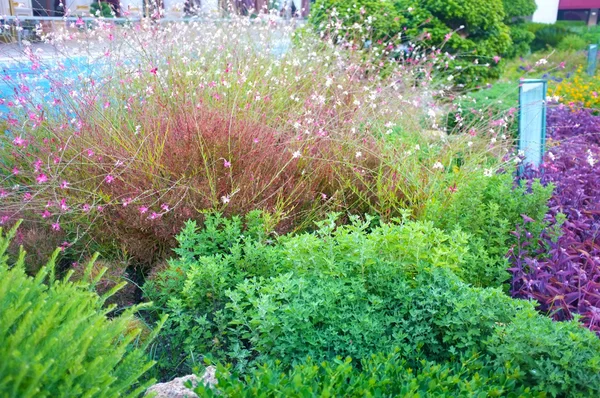 Hermoso fondo de planta verde fresca en el jardín — Foto de Stock