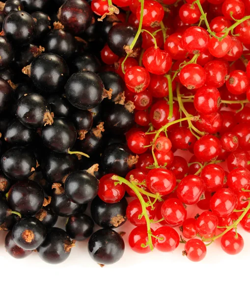 Red and black currant isolated on white — Stock Photo, Image