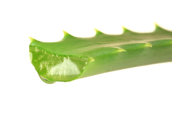 Aloe listy s kapkou, izolované na bílém — Stock fotografie