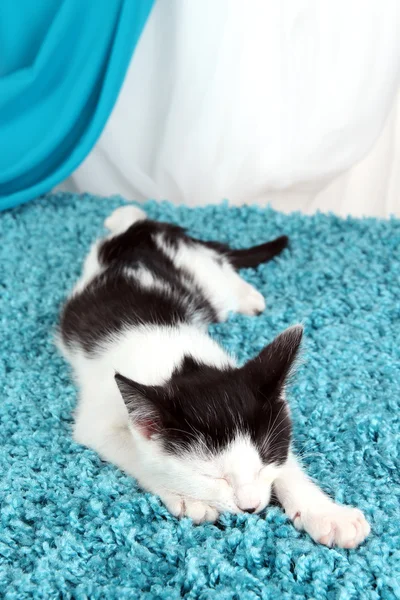 Спящий котёнок на синем ковре — стоковое фото