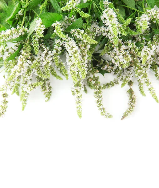 Свіжі квіти м'яти ізольовані на білому — стокове фото