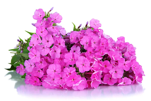 Schöner Phlox-Strauß isoliert auf weiß — Stockfoto