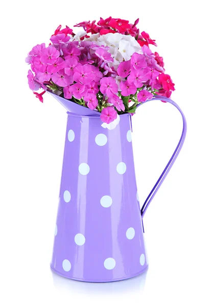 Beautiful bouquet of phlox in watering can isolated on white — Stock Photo, Image
