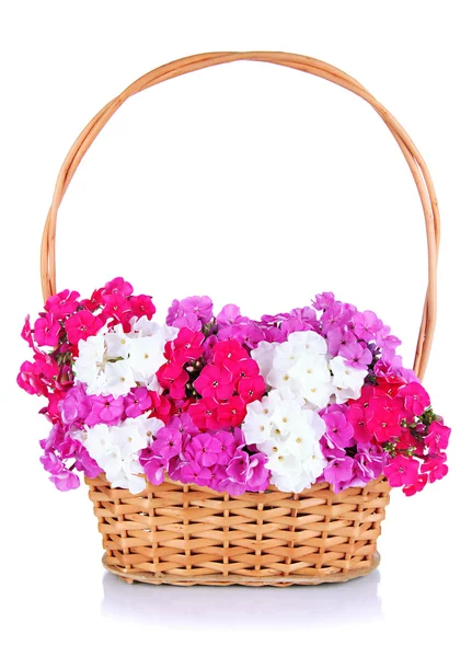 Beautiful bouquet of phlox in wicker basket isolated on white — Stock Photo, Image