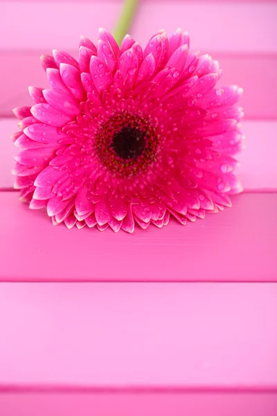 Vackra gerbera blomma på rosa träbord — Stockfoto