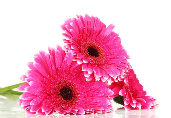 Lindas flores de gerbera rosa isoladas em branco — Fotografia de Stock