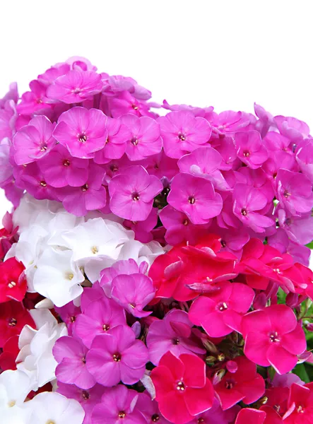 Beautiful bouquet of phlox isolated on white — Stock Photo, Image