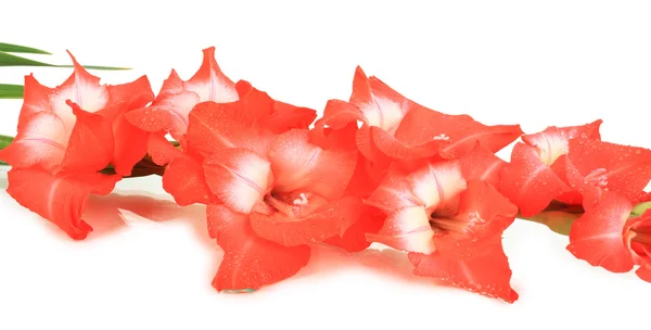 Beautiful gladiolus flower isolated on white — Stock Photo, Image