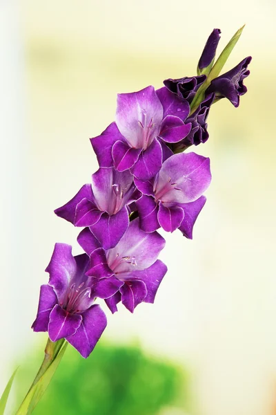 Bellissimo fiore gladiolo su sfondo luminoso — Foto Stock