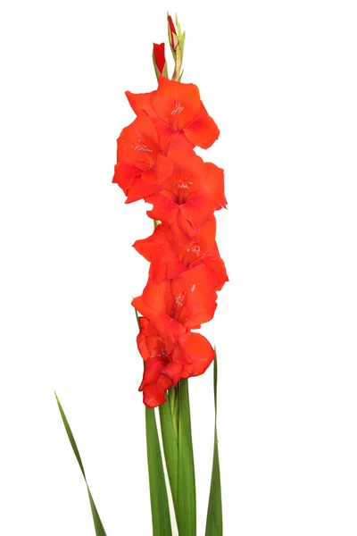 Schöne Gladiolenblüte isoliert auf weiß — Stockfoto